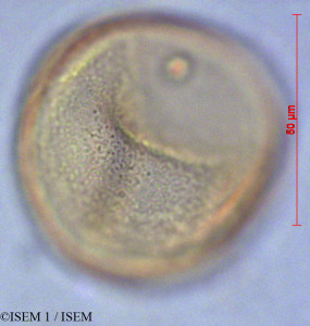 ISEM 1/Araucaria_columnaris_28127/Araucaria_columnaris_28127_0001(copy)_thumb.jpg